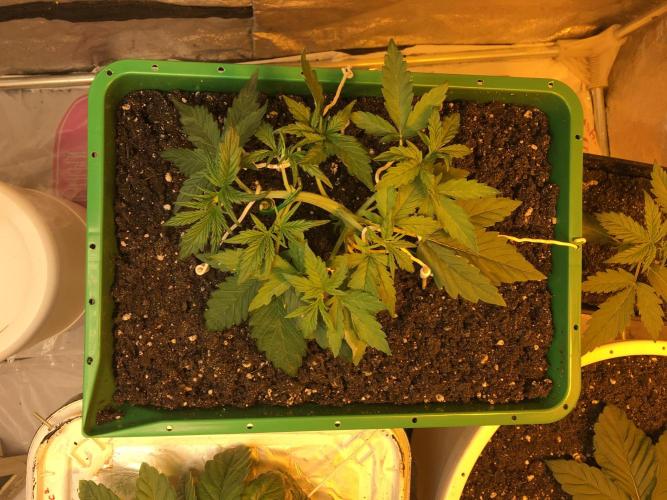 Wedding Cake Auto. Week 3