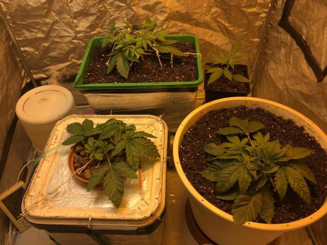 Strawberry Chemdawg OG. Week 3