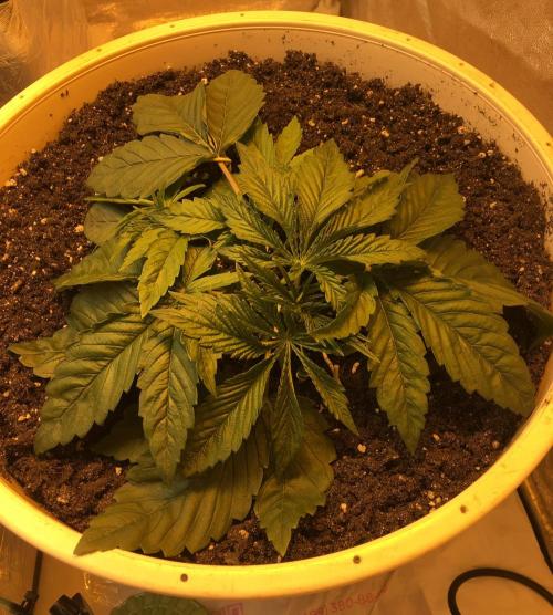 Strawberry Chemdawg OG. Week 3