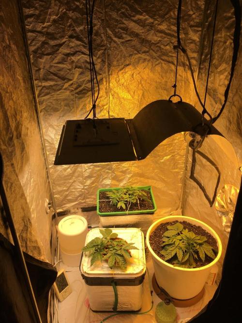 Wedding Cake Auto. Week 3