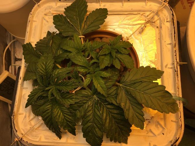 Strawberry Chemdawg OG. Week 3