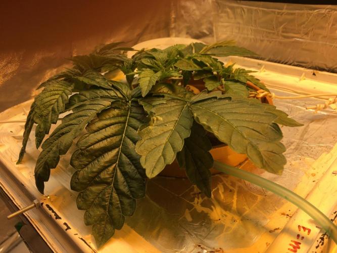 Strawberry Chemdawg OG. Week 3