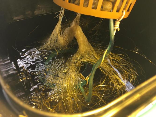 Strawberry Chemdawg OG. Week 3