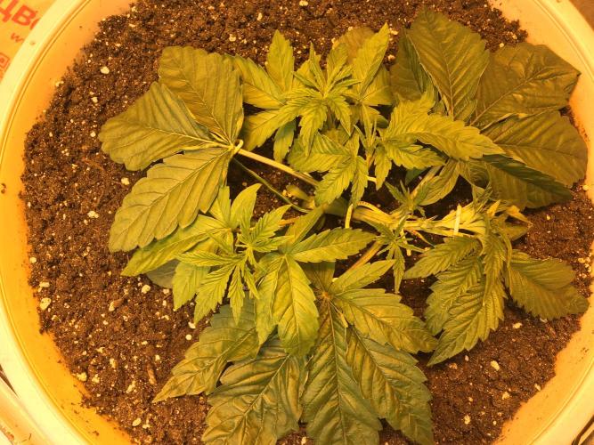 Strawberry Chemdawg OG. Week 3