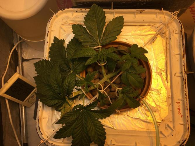 Strawberry Chemdawg OG. Week 3