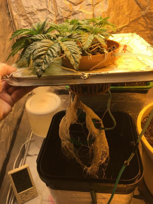 Strawberry Chemdawg OG. Week 4