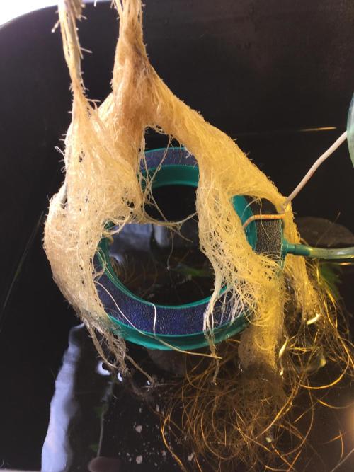 Strawberry Chemdawg OG. Week 4