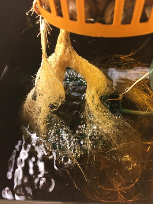 Strawberry Chemdawg OG. Week 4