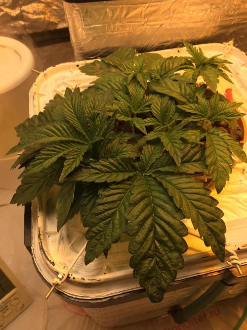 Strawberry Chemdawg OG. Week 4