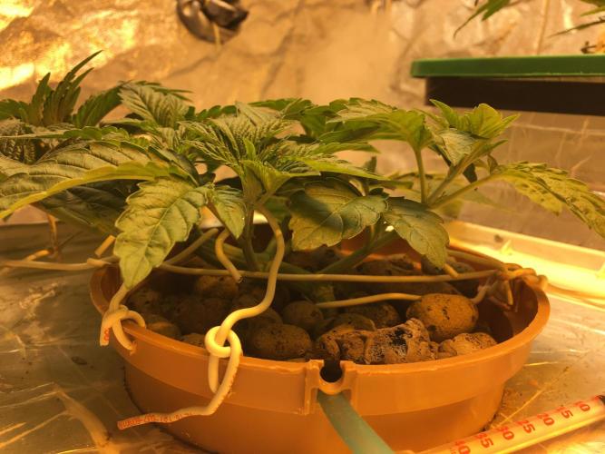 Strawberry Chemdawg OG. Week 4