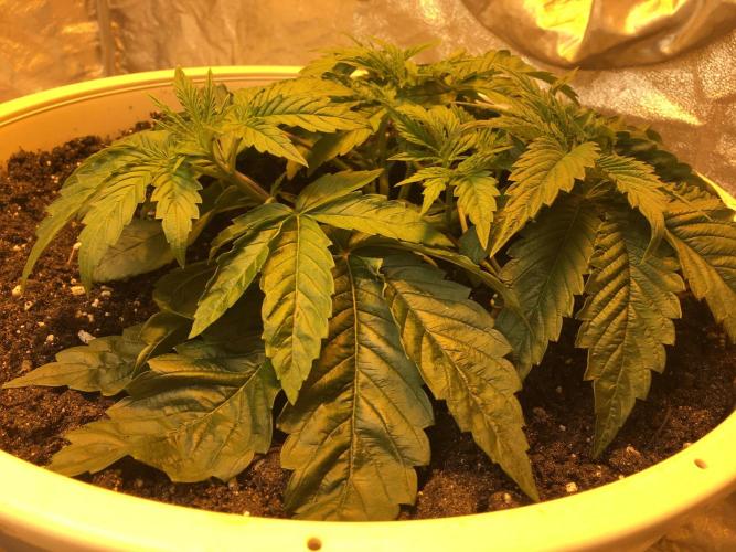 Strawberry Chemdawg OG. Week 4