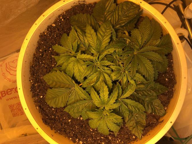 Strawberry Chemdawg OG. Week 4