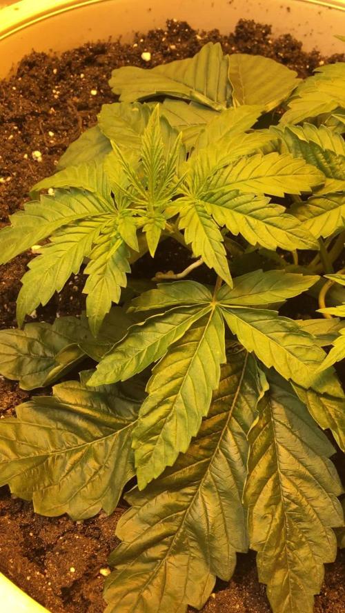 Strawberry Chemdawg OG