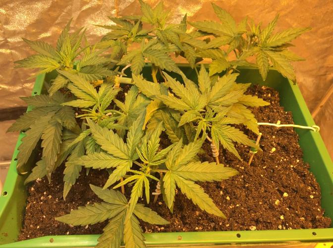 Wedding Cake Auto. Week 4