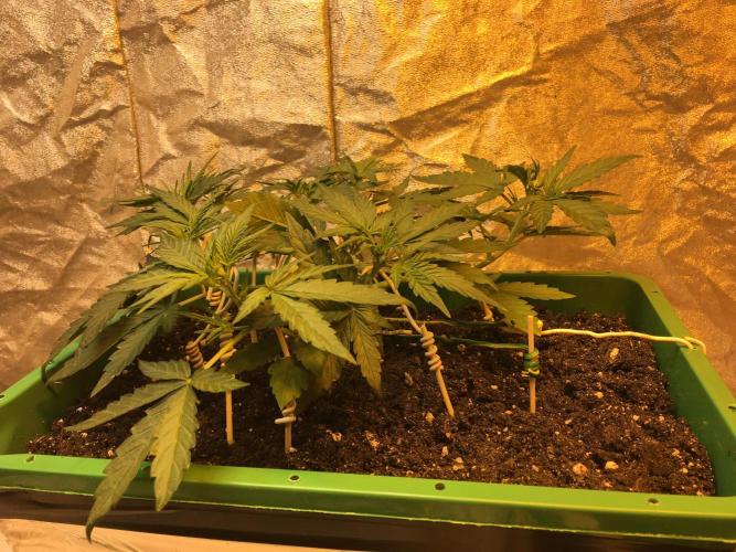 Wedding Cake Auto. Week 4