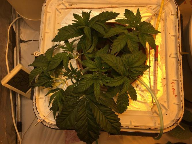 Strawberry Chemdawg OG. Week 4