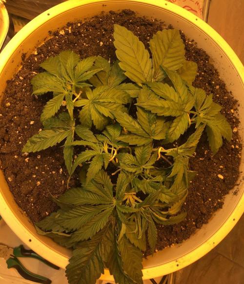 Strawberry Chemdawg OG. Week 4