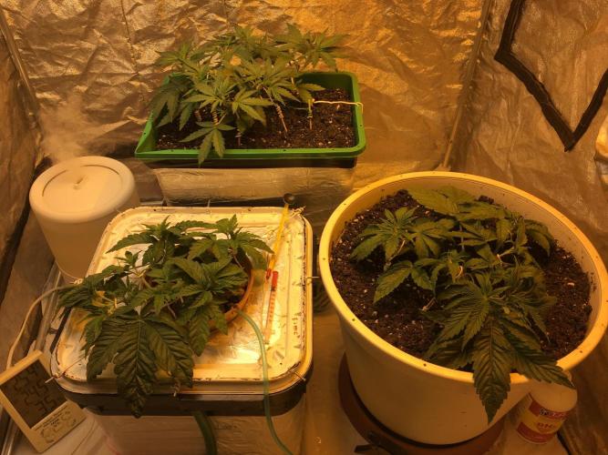 Strawberry Chemdawg OG. Week 4