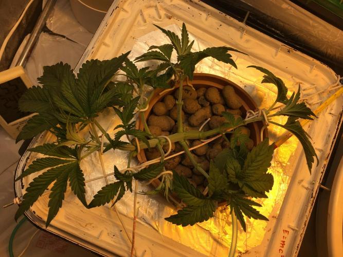 Strawberry Chemdawg OG. Week 4