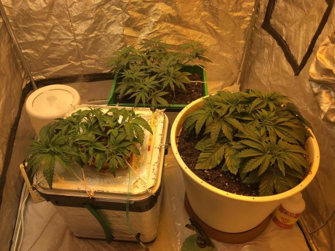 Strawberry Chemdawg OG. Week 4