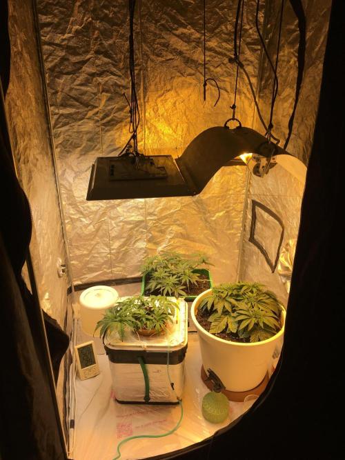 Strawberry Chemdawg OG. Week 4