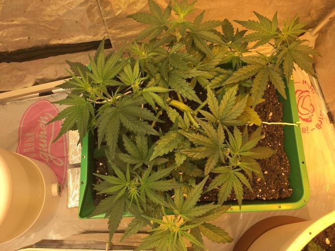 Wedding Cake Auto. Week 4