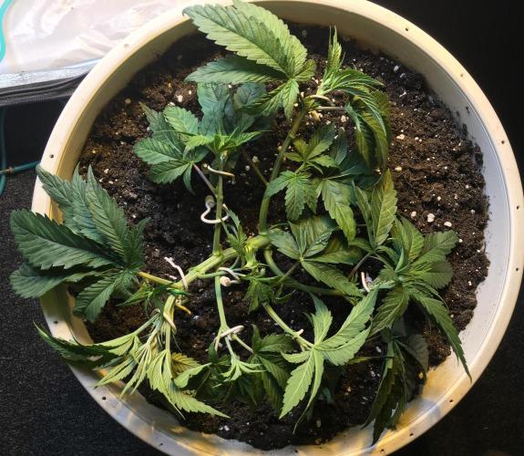 Strawberry Chemdawg OG. Week 4