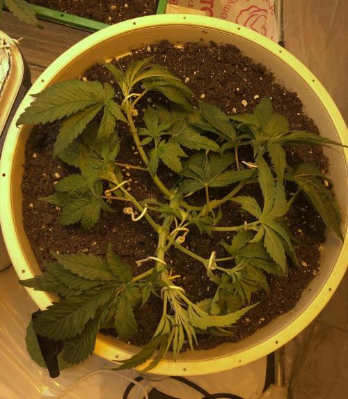 Strawberry Chemdawg OG. Week 4