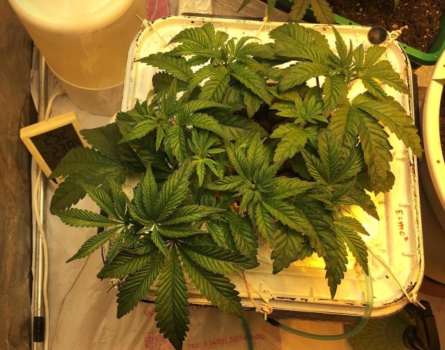 Strawberry Chemdawg OG. Week 4