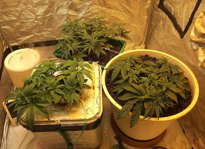 Strawberry Chemdawg OG. Week 4