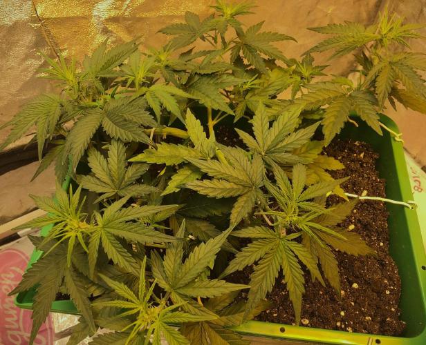 Wedding Cake Auto. Week 4