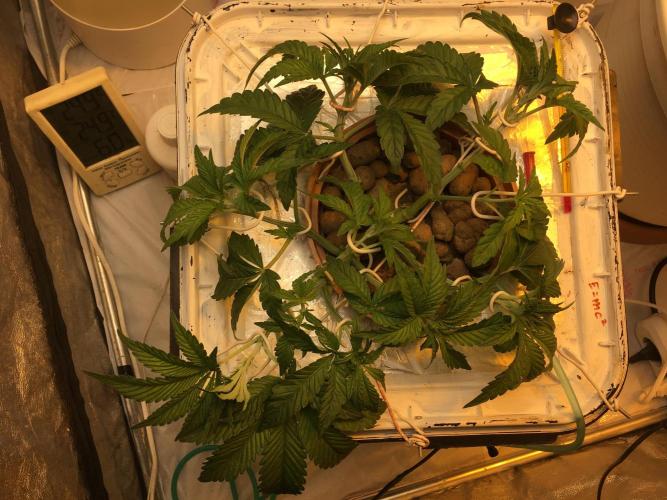 Strawberry Chemdawg OG. Week 4