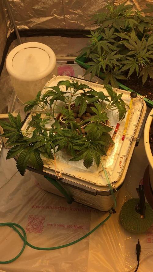 Strawberry Chemdawg OG