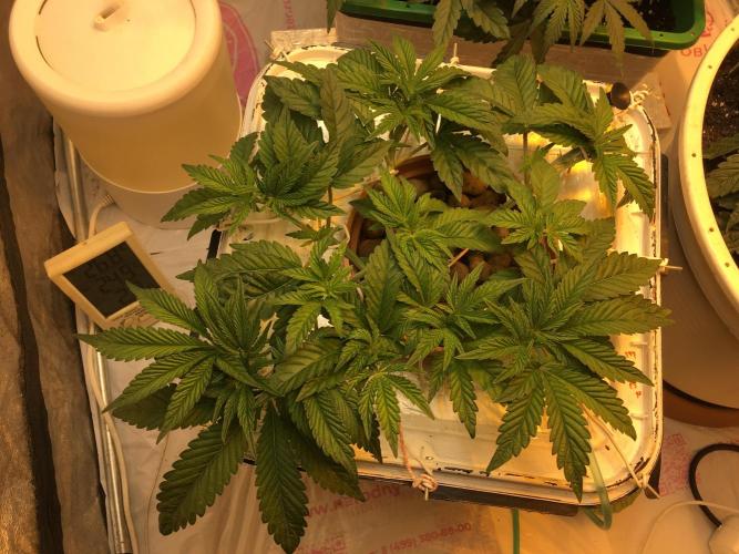 Strawberry Chemdawg OG. Week 4