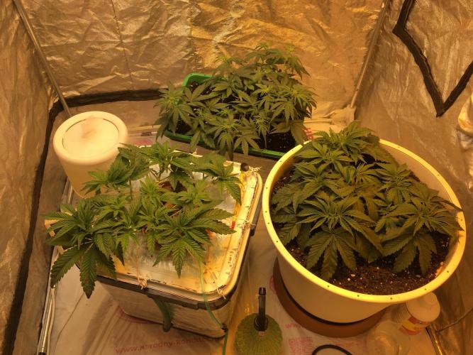 Strawberry Chemdawg OG. Week 4