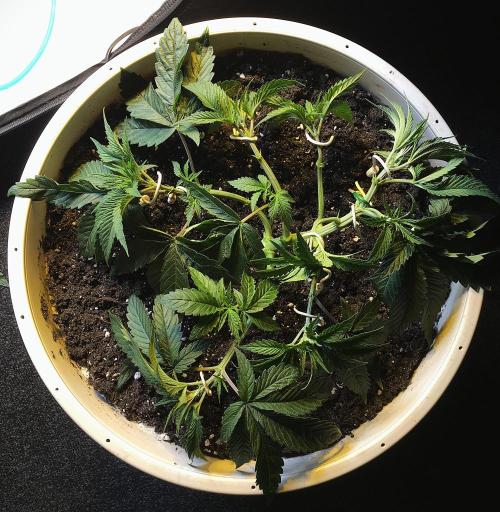 Strawberry Chemdawg OG. Week 4