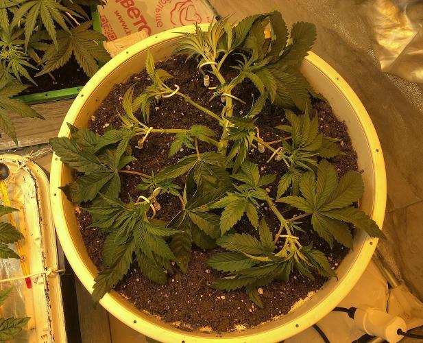 Strawberry Chemdawg OG. Week 4