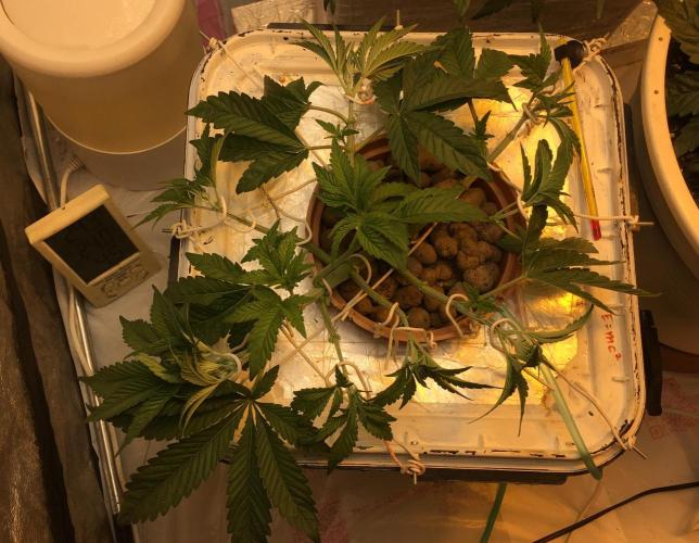 Strawberry Chemdawg OG. Week 4