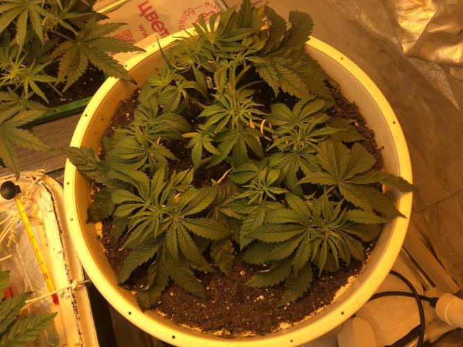 Strawberry Chemdawg OG. Week 5