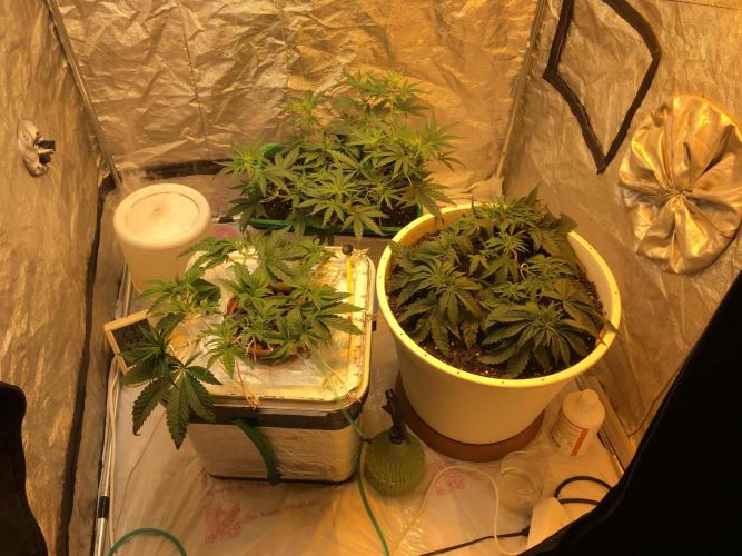 Strawberry Chemdawg OG. Week 5