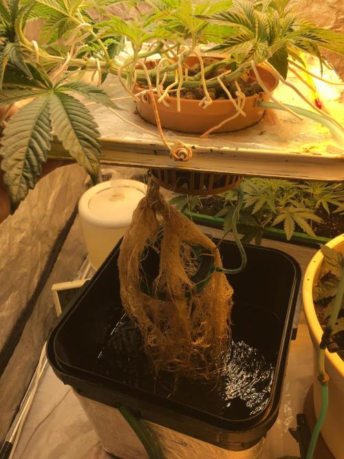 Strawberry Chemdawg OG. Week 5