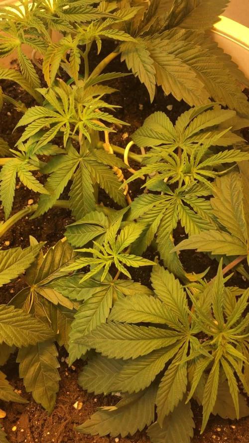 Strawberry Chemdawg OG