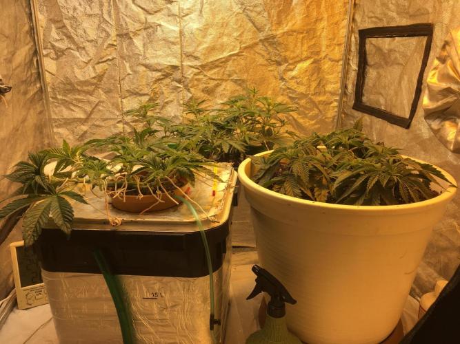 Strawberry Chemdawg OG. Week 5