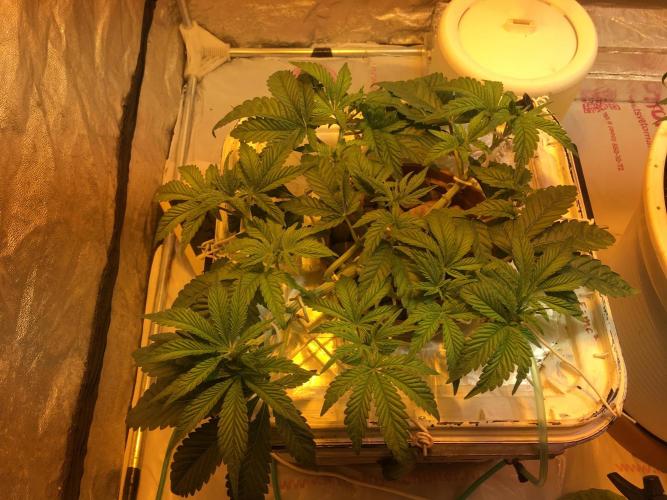 Strawberry Chemdawg OG. Week 5