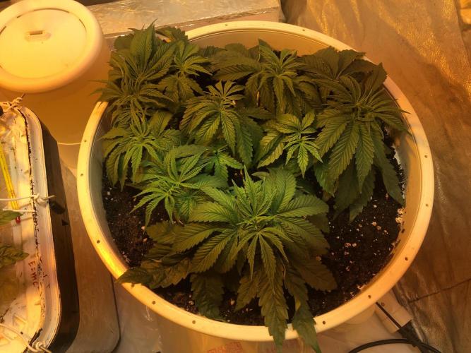 Strawberry Chemdawg OG. Week 5