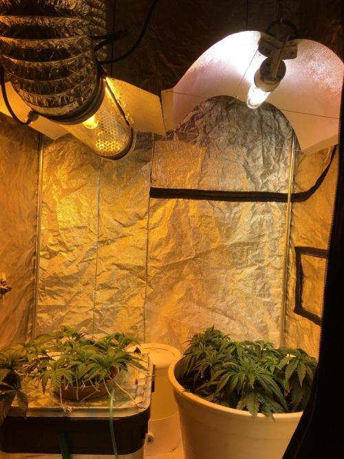 Strawberry Chemdawg OG. Week 5