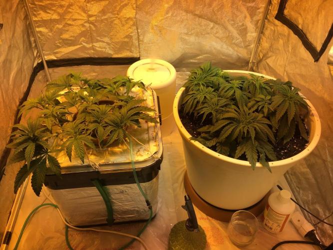 Strawberry Chemdawg OG. Week 5