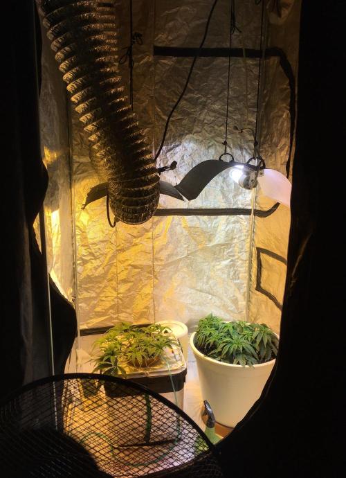 Strawberry Chemdawg OG. Week 5