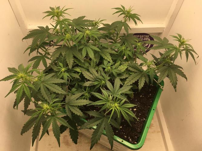 Wedding Cake Auto. Week 5