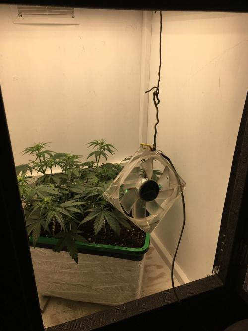 Wedding Cake Auto. Week 5